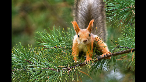 Funny squirrel is having breakfast.