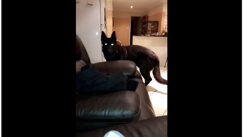 Owner Scares Pooch But Dog Gets Sweet Revenge