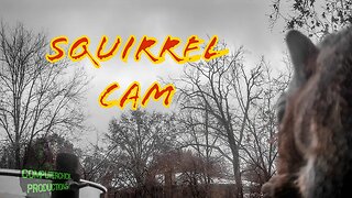 SQUIRREL CAM 21 - The Best Time of Year to watch them!