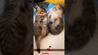 CAT VIDEO