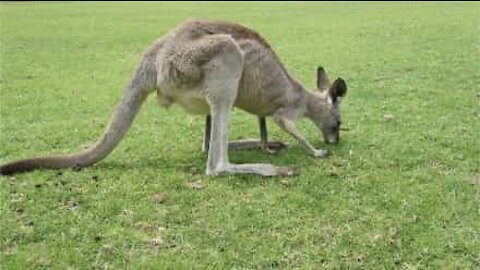 Cangurus invadem partida de futebol na Austrália