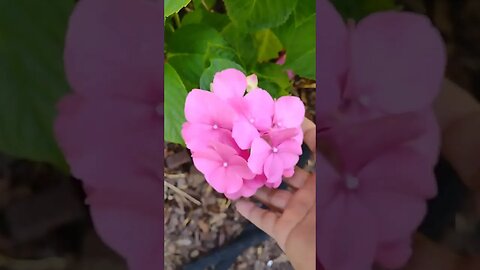 Garden Fun with Mom.