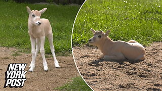 Baby antelope gives hope to near-extinct species