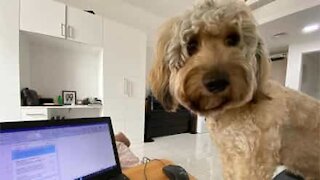 Dog wants to join owner working from home