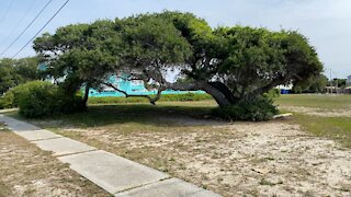 Walk and talk tour of Atlantic Beach, SC