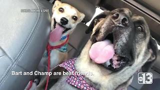 Mastiff and Chihuahua best friends are up for adoption together
