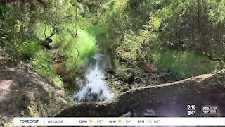Walking Club: Exploring Myakkahatchee Creek Environmental Park