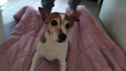 Dog enjoys hilarious "magic carpet ride"