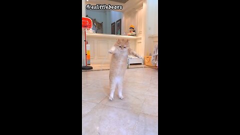 Cat jumping rope