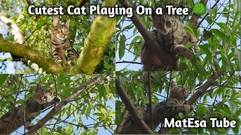 Cutest Cat Playing On a Tree