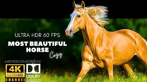 Most Beautiful Horse 4K Ultra HD - horses beautiful animals (480p) #shorts #horse #beautiful
