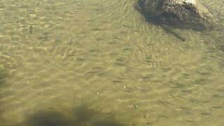 Humber River minnows lined up to be fed 😊