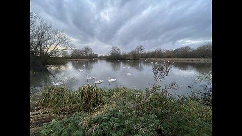 #Swans near a lake in #Nailsea #uk nice little spot.