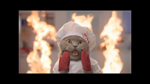Cat Cooking Show 2