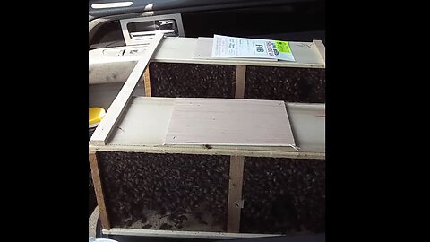 Who wants to ride along, Picked up 2 packs of bees taking home to be installed in the hives