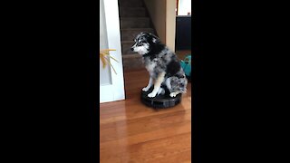 Confused Pup Sits On Top Of Working Robot Vacuum