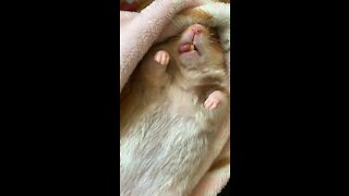Cute Hamster Sleeping On It's Back With Tongue Out