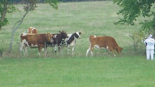 Cows are in the MOOd for Bagpipe Music