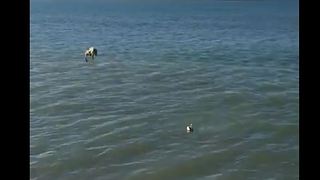 Epic Slow Motion Pelican Dive