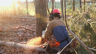 Silvopasture | Why Cutting Your Trees is a Good Thing