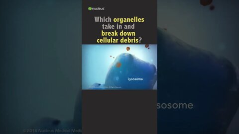 Biology Quiz: Which organelles take in and break down cellular debris?