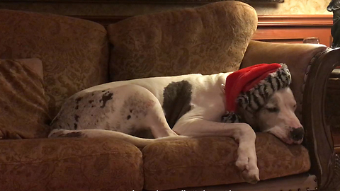 Twas The Night Before Christmas Great Dane Dog Story