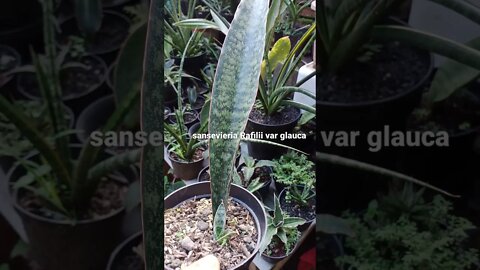 sansevieria#shorts