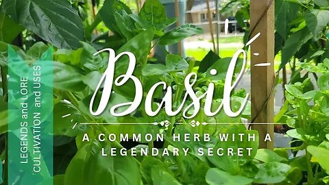 Basil: A Common Herb with a Legendary Secret/ Legend and Lore, Cultivation and Culinary