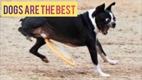 Best Of 2021 Top Funny Dog Videos | Funny Animals Compilation