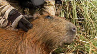 Bowhunting the Big Rat!