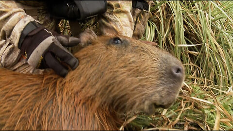 Bowhunting the Big Rat!