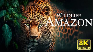 Amazon Wildlife 8K - Wonderful Wildlife Movie With Soothing Music