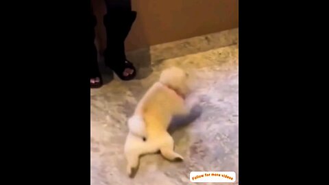 beautiful puppy chil 😂🤣 trending video