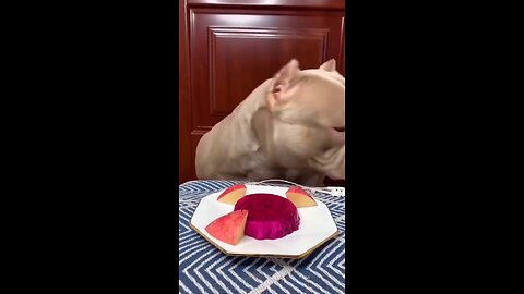 Dog eating food funny Dog video
