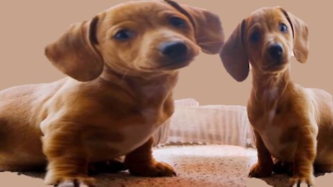 Adorable Cute puppy Selfie Moments 😍 A Cute Puppy 🐶and Baby👶 Videos 2021