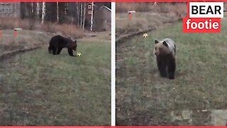 Dad films wild bear playing with son's football