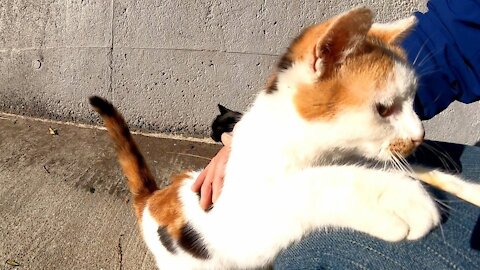 I nadenade the calico cat that was on the breakwater