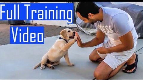 Labrador Puppy Learning and Performing Training Commands | Dog Showing All Training Skills