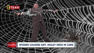 Spiders are causing wet, ,moldy mess in cars