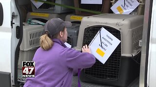 Capital Area Humane Society takes in Florida shelter dogs