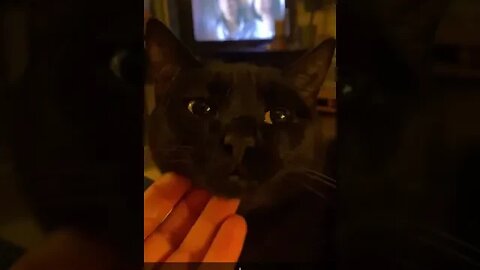 went through my yearly wrap on snapchat and THIS POPS UP ♥♥ my sweet demon child ♥♥♥