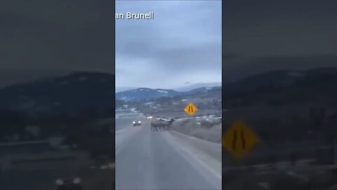 Watch Large herd of elk stops traffic on British Columbia road #shorts