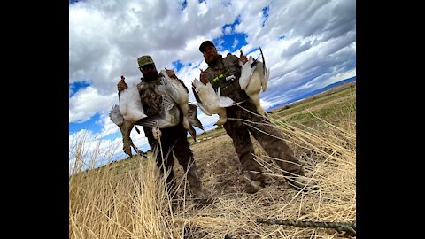 Snow Goose Hunt in Arizona Desert