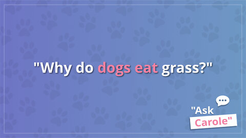 Why do dogs eat grass?