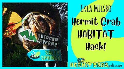 Ikea Milsbo Hermit Crab Habitat Hack!