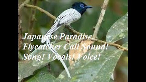 Japanese Paradise Flycatcher Call Sound! Song! Vocals! Voice!