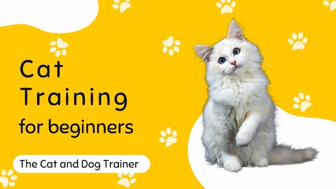 Basic Cat Training Tips for Beginners