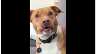 Confused dog displays extremely comical face