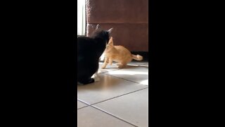 Kitty Fight