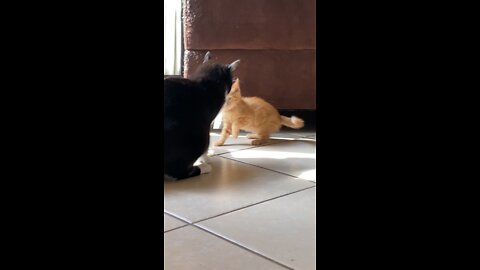 Kitty Fight